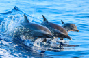 Saut d'une famille de dauphins