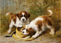 Deux chiots Saint-Bernard jouant avec un chapeau