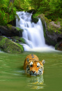 Tigre sibérien prenant un bain