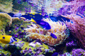 Poissons de mer tropicale