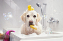 Un chien dans une baignoire