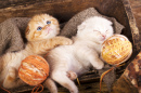 Des chatons faisant la sieste avec des boules de laine