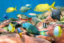 Ecole de poissons tropicaux colorés