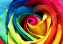 Une rose multicolore