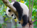 Un Panda paresseux