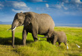 Famille d'éléphants en Tanzanie