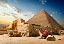 Un chameau se repose près d'une pyramide