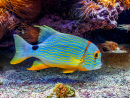 Poisson Tropical