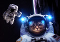 Chat Astronaute