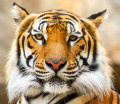 Portrait d'un tigre