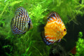 Poissons discus