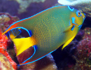 Poisson Tropical