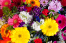 Bouquet de fleurs éclatantes