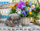Un chiot assis près d'un panier de fleurs