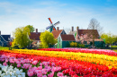 Paysage Hollandais avec des tulipes
