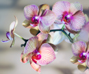 Orchidée Hybride