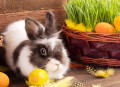 Un mignon lapin de Pâques