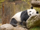 Panda géant, Wolong, Chine