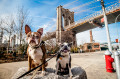 Chiens assis en face du pont de Brooklyn