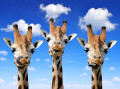 Girafes
