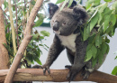 Un mignon Koala