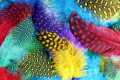 Plumes colorées