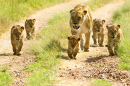 Une lionne et ses petits