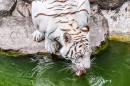 Un tigre blanc buvant de l'eau