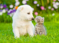 Un chiot berger Suisse et un chaton