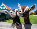 Deux chèvres heureuses