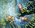 Trois poissons clown
