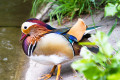 Canard Mandarin