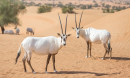 Oryxs Arabes