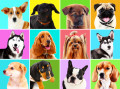 Portraits de chiens