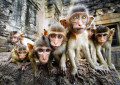 Des bébé singes très curieux, Lopburi, Thaïlande