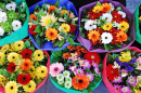 Bouquets colorés au marché