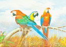 Perroquets de Macaw colorés