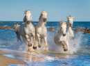 Horde de chevaux blanc de Camargue