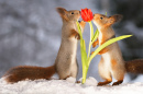 Ecureuils roux et tulipes rouge