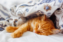 Un chaton couché sous une couverture