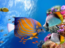 Monde sous-marin avec des coraux et des poissons tropicaux