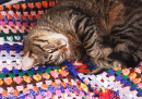 Un chaton sur une couverture crochetée