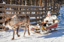 Course de luges avec des rennes, Finlande