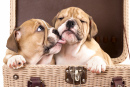 Chiots Bulldog Anglais