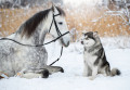 Malamute d'Alaska avec un trotter Orlovsky