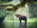 Eléphant sauvage, Kanchanaburi, Thaïlande