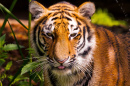 Portrait d'un tigre