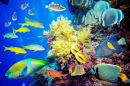 Tropical Fish, Red Sea