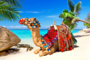Ballade en chameau sur une plage tropicale