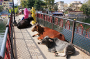 Des vaches couchées sur un pont Indien